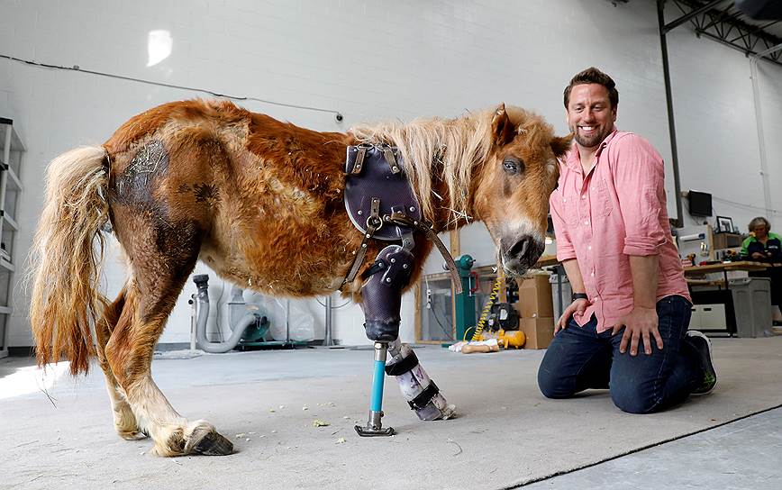 Стерлинг, штат Виргиния, США. Трехногая мини-лошадь Энджел Мэри примеряет протез, который ей сделали в Animal Ortho Care