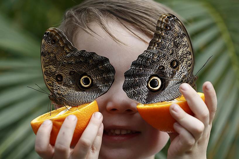 Лондон, Великобритания. Мальчик позирует на выставке бабочек 