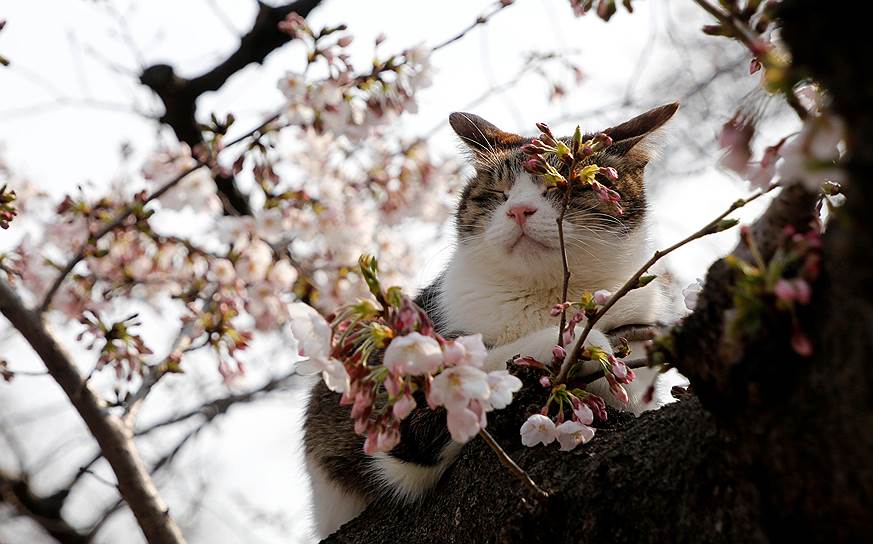 Токие, Япония. Кот на цветущем дереве сакуры