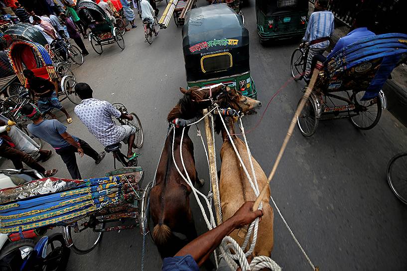 Дакка, Бангладеш. Извозчик правит экипажем с пассажирами на оживленной дороге в центре города