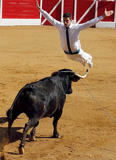 Коммуна Эньян, Франция. Участник гонок на коровах прыгает через корову во время выступления