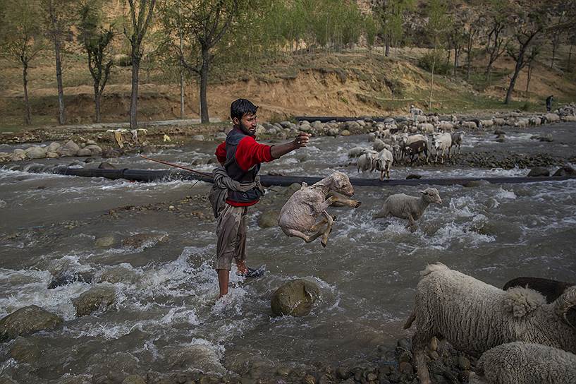 Штат Джамму и Кашмир, Индия. Пастух помогает овцам перебраться через реку 