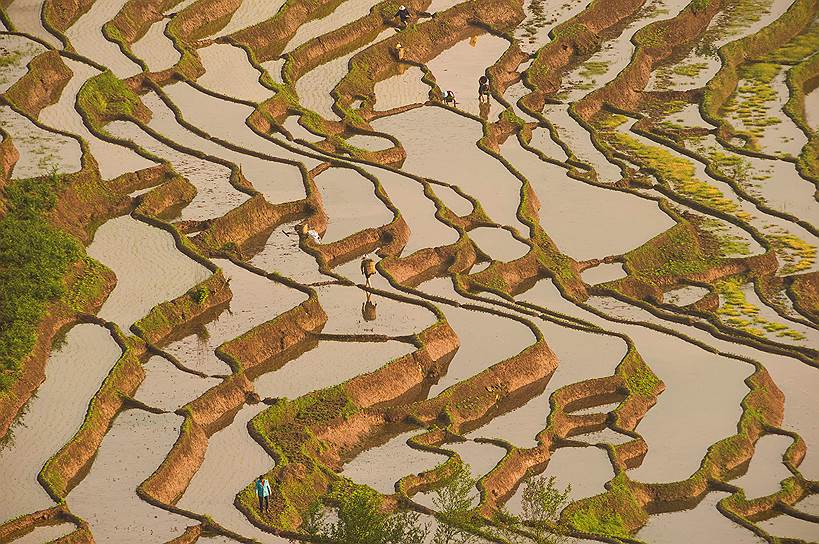 Лэшань, Китай. Фермеры на рисовых полях