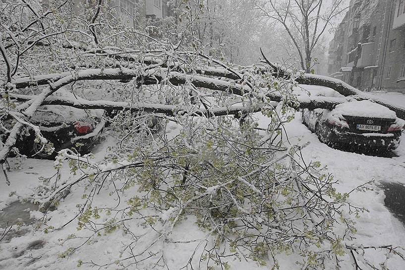 Харьков, Украина. Дерево, упавшее на крышу автомобиля после снежной бури