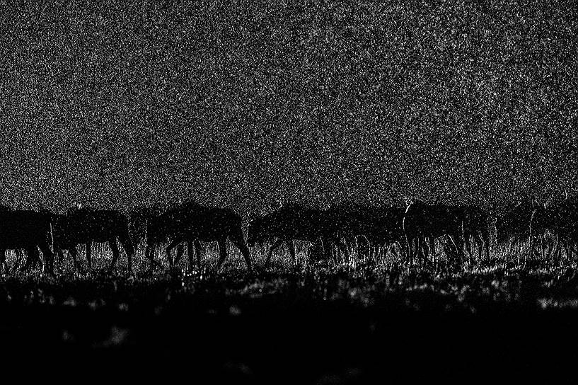Антилопы ночью возвращаются в национальный парк Лиува Плейн после того, как там начался сезон дождей