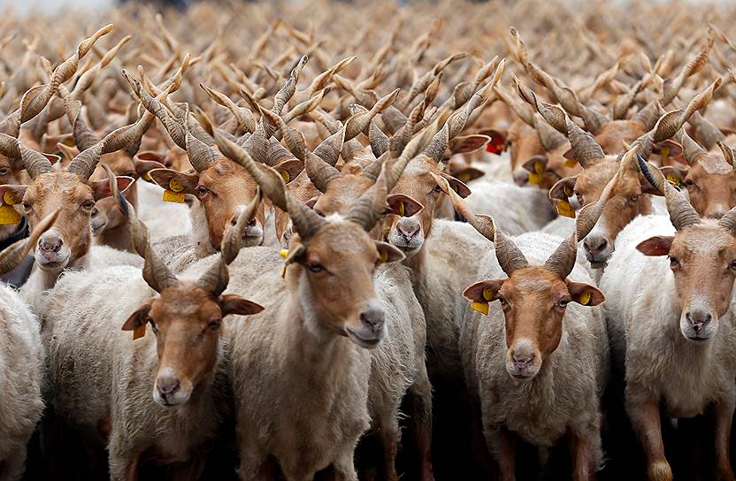 Хортобадь, Венгрия. Овцы на празднествах, посвященных началу нового сезона выпаса