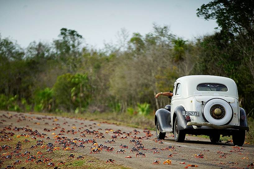 Плая-Хирон, Куба. Мужчина едет по дороге, которую крабы пересекают на пути к морю