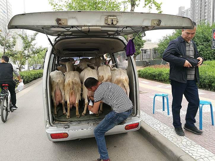 Сиань, Китай. Продавец свежего молока доит коз в своем фургоне