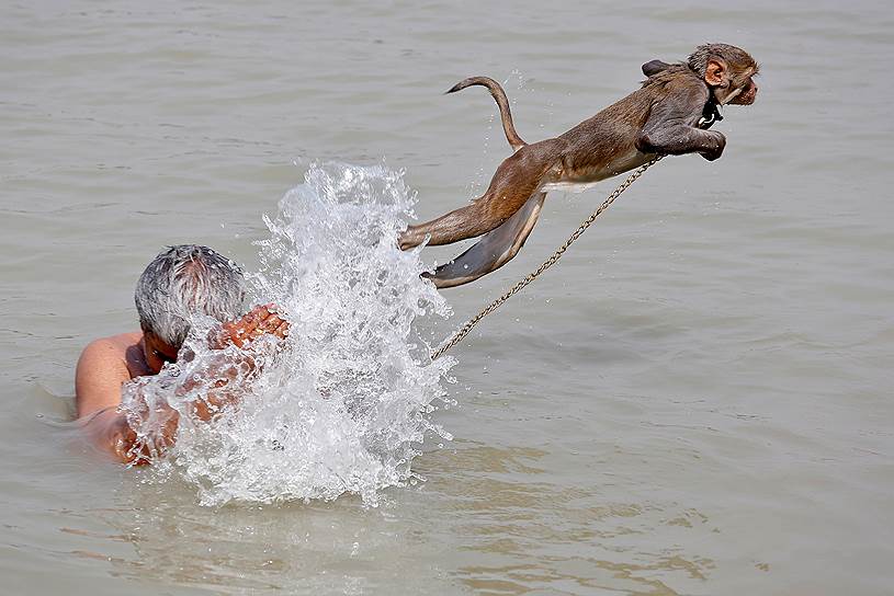 Калькутта, Индия. Обезьяна и ее хозяин купаются в реке Ганг 