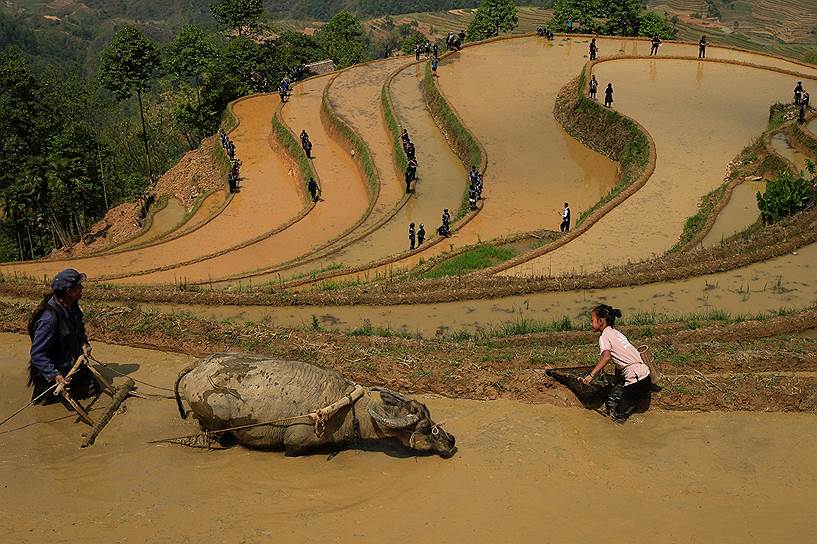 Провинция Юньнань, Китай. Местные жители работают на рисовых полях 