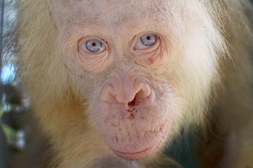 Капуас Хулу, Индонезия. Самка орангутана-альбиноса, которую волонтеры спасли на острове Калимантан. Редкое животное обнаружили в клетке у одного из местных жителей
