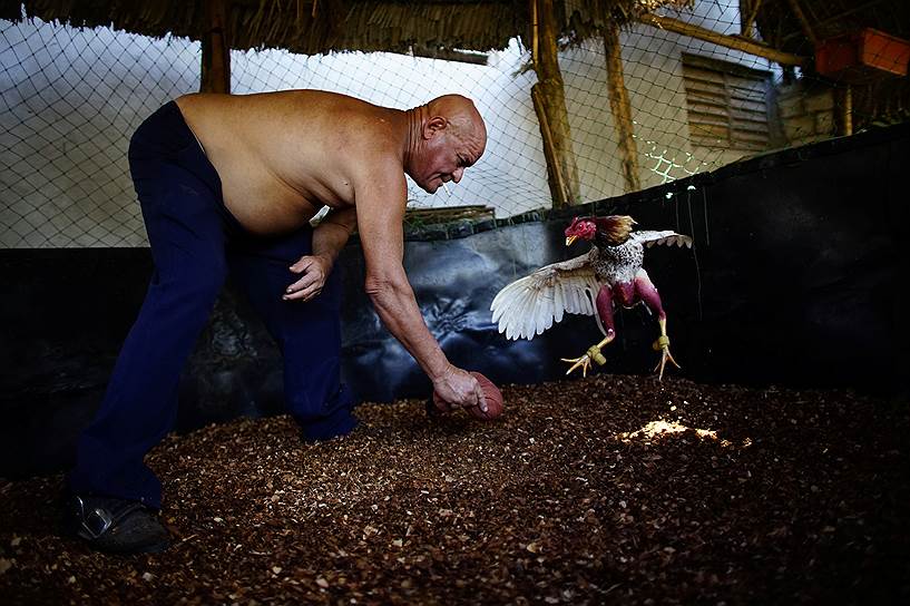 В провинции Сьего-де-Авила фермеры специально заводят по нескольку десятков петухов и готовят их для участия к боям
