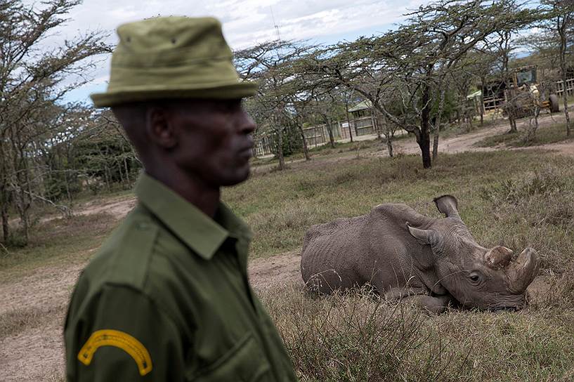 Заповедник Ол Педжета, Кения. Надзиратель охраняет последнего самца белого носорога. С апреля 2017 года животных этого вида, на рога которых все чаще стали покушаться браконьеры, охраняют круглосуточно  