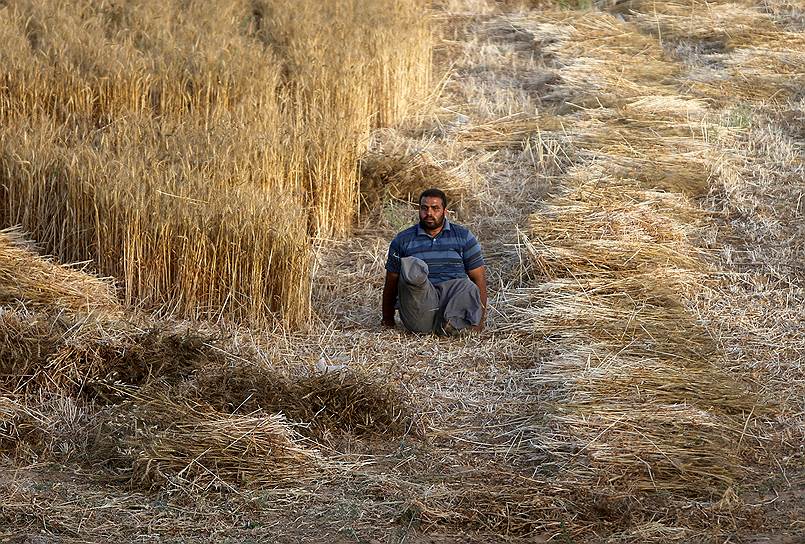 Хан-Юнис, сектор Газа. Лишенный ног палестинец собирает пшеницу
