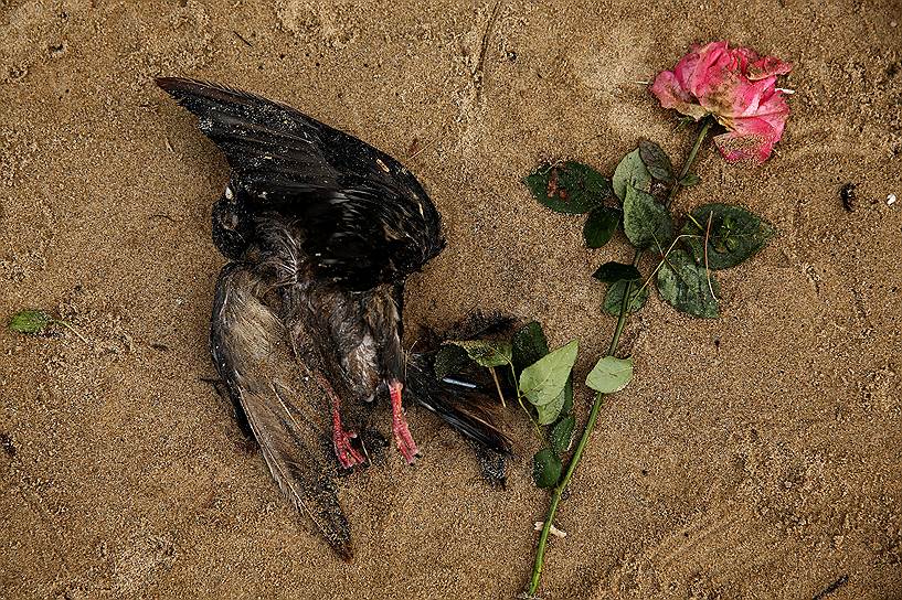 Мертвая птица и роза