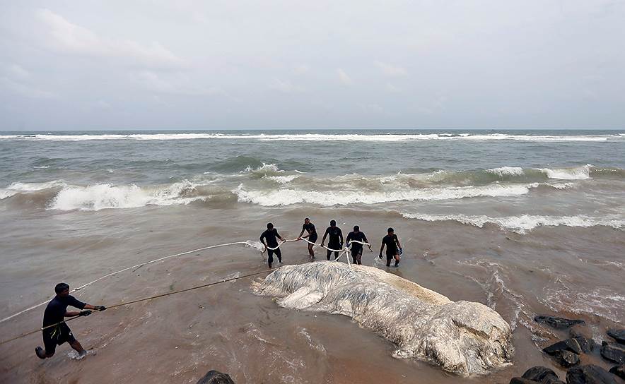 Коломбо, Шри-Ланка. Специалисты вытаскивают мертвого кита из моря