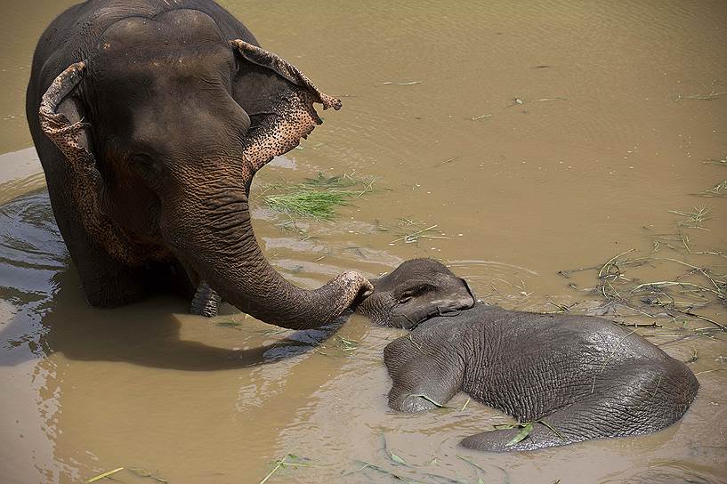 Гувахати, Индия. Слон стоит в болоте рядом с другим слоном с травмой ноги