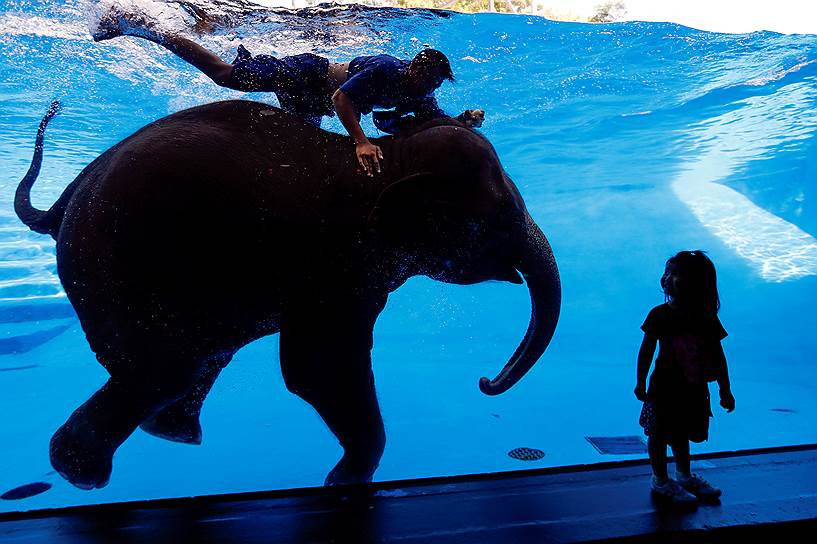 Чонбури, Таиланд. Девочка смотрит на купающихся слона и его наездника