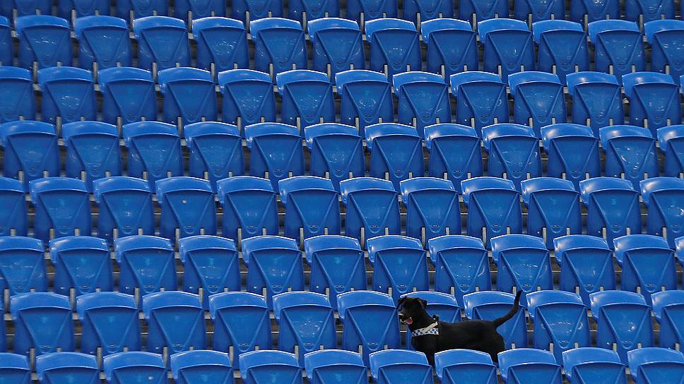 Сидней, Австралия. Полицейская собака обыскивает стадион перед визитом британского принца Гарри 