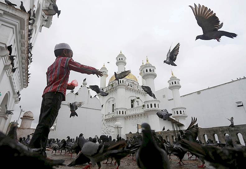 Коломбо, Шри-Ланка. Мальчик кормит голубей у мечети после молитвы