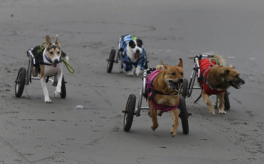 Лима, Перу. Собаки с тележками вместо задних лап бегут по пляжу. Псам-инвалидам помогает Сара Моран, котора мастерит тележки и учит животных бегать с ними