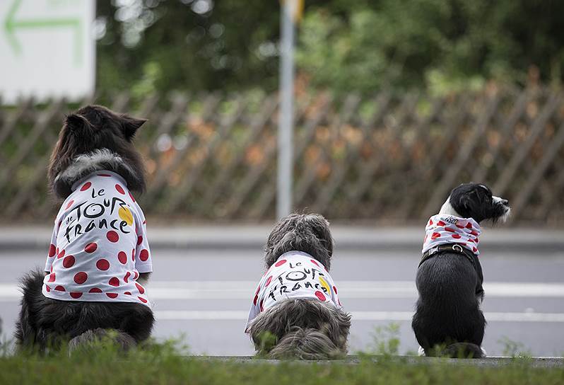 Меттман, Германия. Собаки в спортивных джемперах сидят на обочине дороги