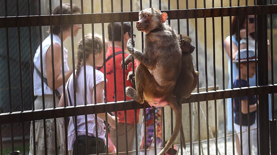 Туристы — один из дополнительных источников дохода сухумского питомника
