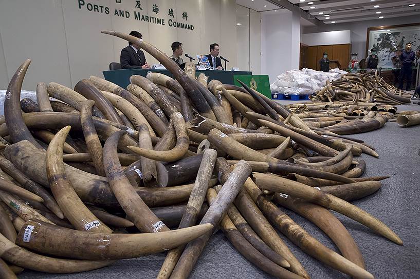 Гонконг. Изъятые у браконьеров слоновые бивни