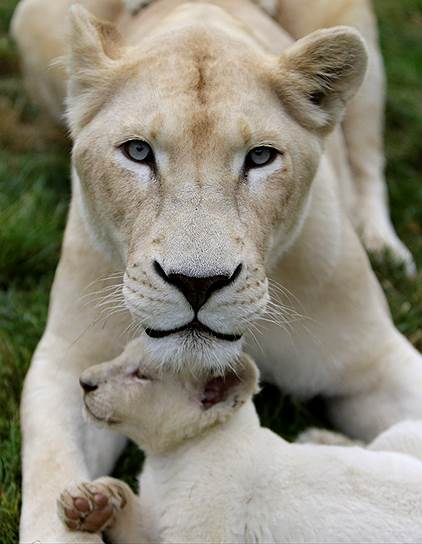 Боровани, Чехия. Белая львица Тиа играет со своим детенышем