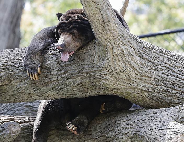 Омаха, США. Малайский медведь, которого еще называют «солнечным», спит в городском зоопарке 