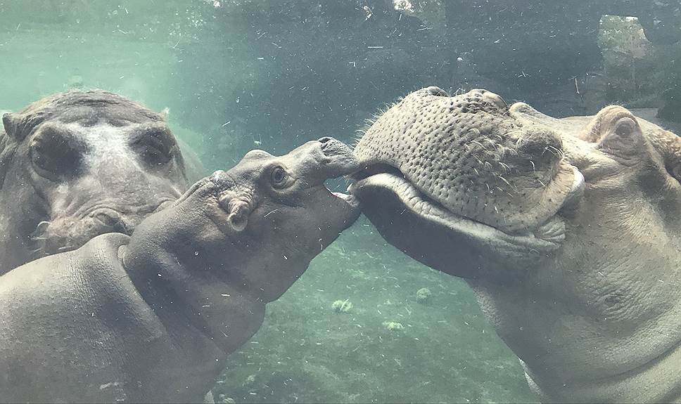 Цинциннати, США. Новорожденный детеныш бегемота Фиона впервые плавает в бассейне со своими родителями