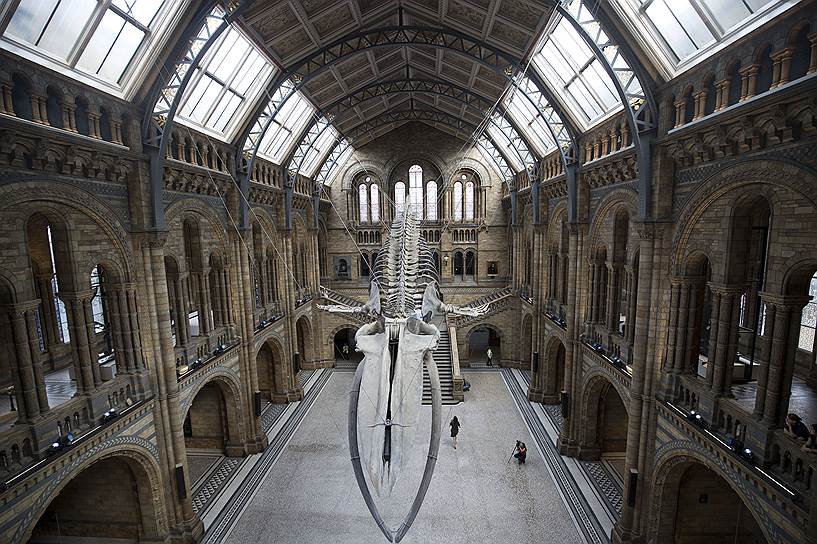 Лондон, Великобритания. В холле Музея естественной истории установили скелет синего кита