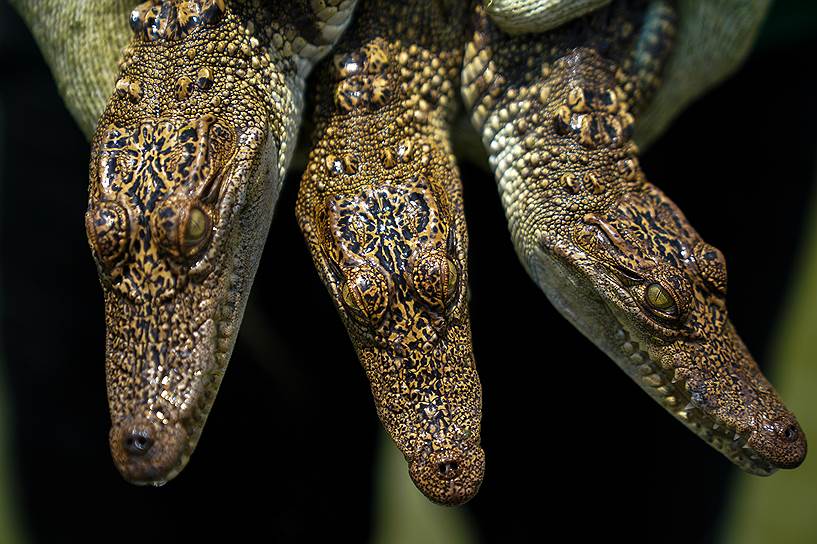 Ферме Шри Аютайя разрешено экспортировать продукцию, произведенную сиамского пресноводного крокодила. Крупнейшим ее покупателем является Китай