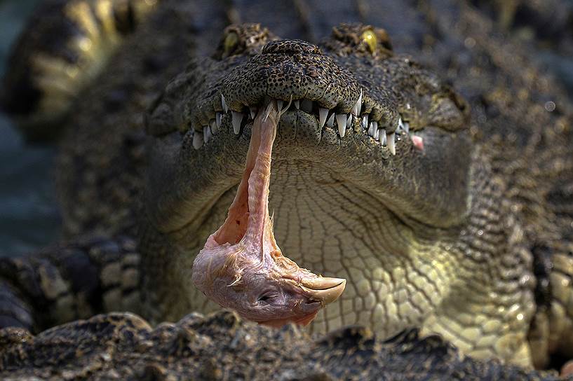 На фото: крокодил ест цыпленка в частном зоопарке в районе города Сирача
