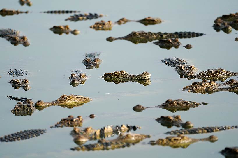 В Таиланде на крокодиловых фермах часто проводятся различные шоу с участием рептилий и фокусников