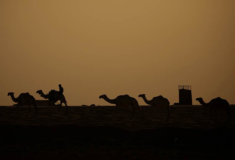 Ракка, Сирия. Пастухи перегоняют стадо верблюдов 