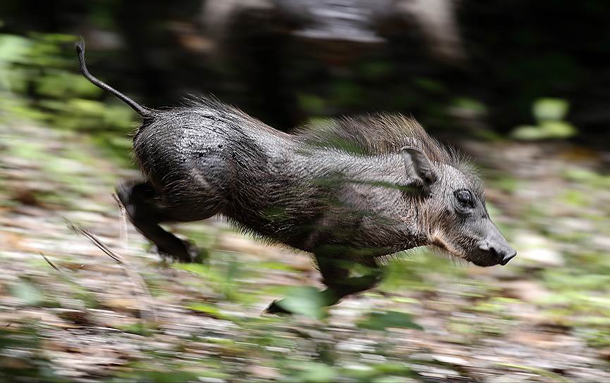 Майами, США. Шестинедельный бородавочник бежит вдоль ограждения в зоопарке Майами