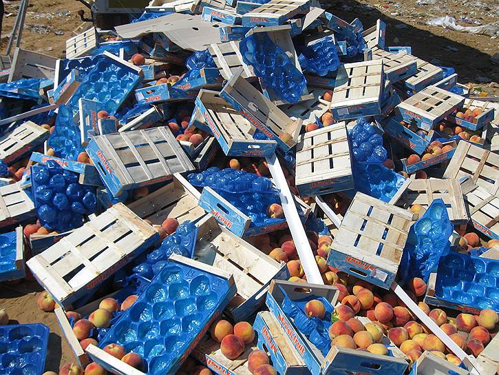 Партия санкционных европейских персиков во время мероприятий Россельхознадзора по уничтожению на полигоне в Брянской области