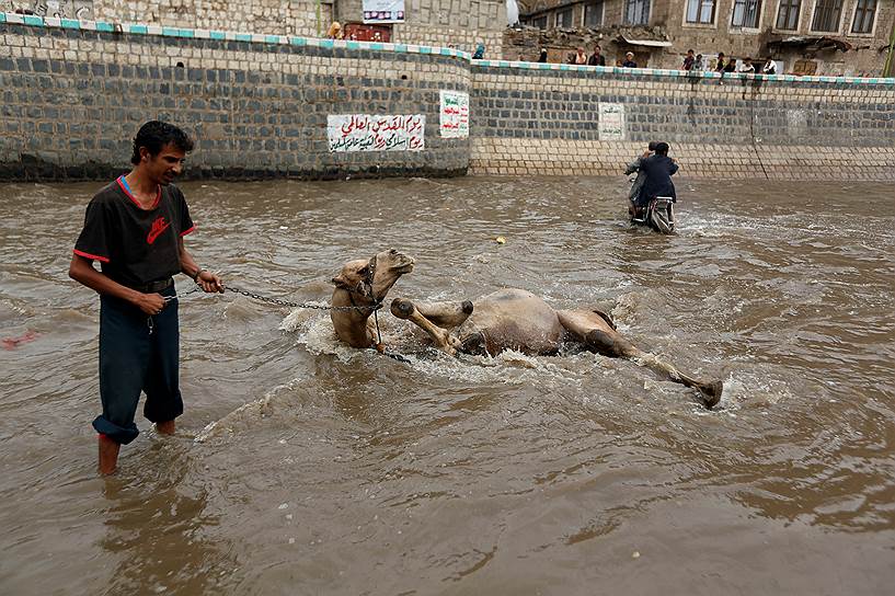Сана, Йемен. Мужчина купает своего верблюда в паводковых водах