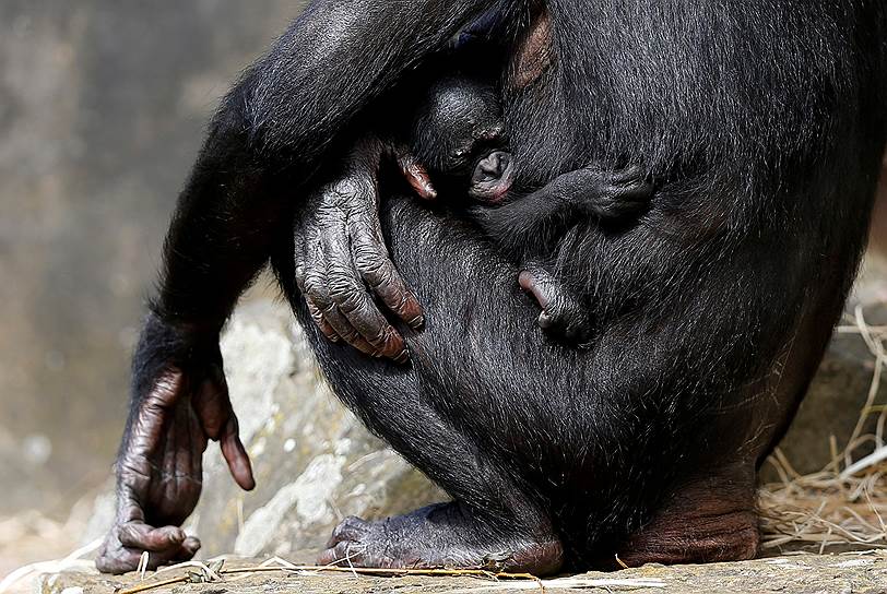 Мехелен, Бельгия. Карликовый шимпанзе, которому исполнилась неделя, и его мама в зоопарке Планкендал