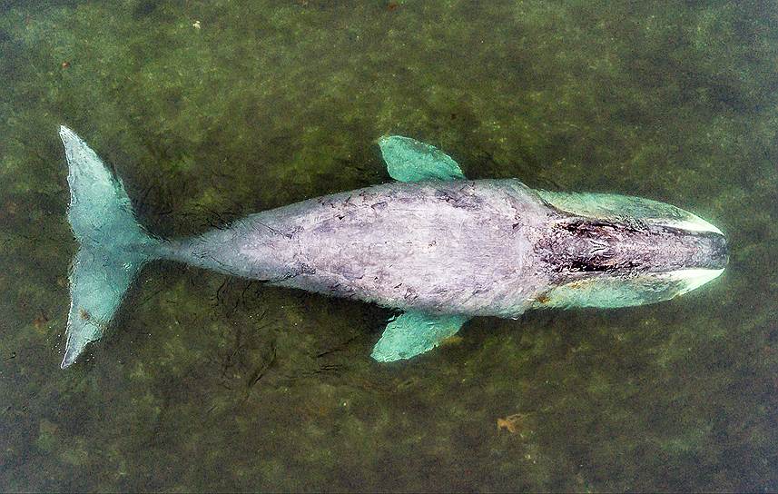 Остров Большой Шантра, Россия. Гренландский кит, застрявший в устье реки