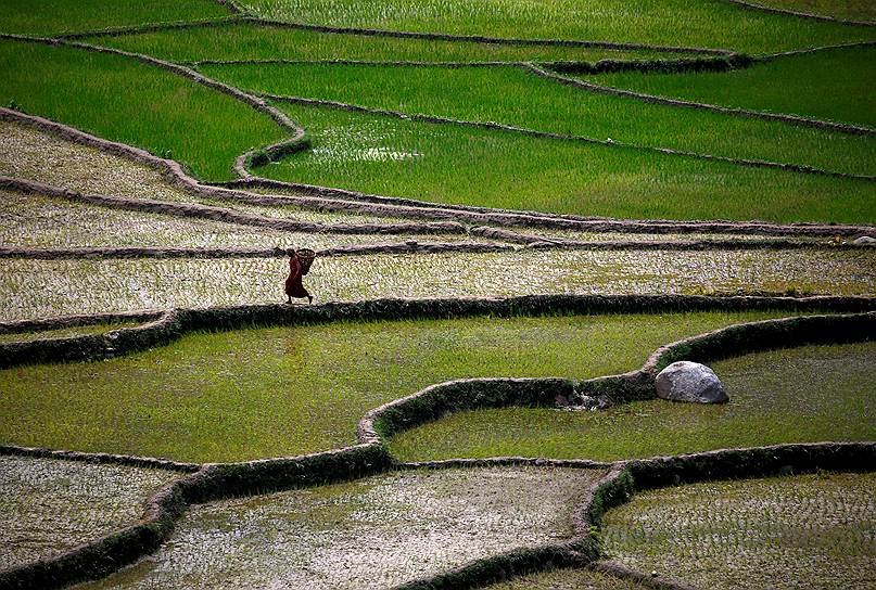 Район Синдхули, Непал. Крестьянин на рисовой плантации
