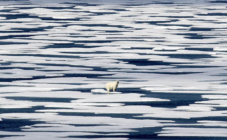 Пролив Франклин, Канада. Белый медведь на льдине