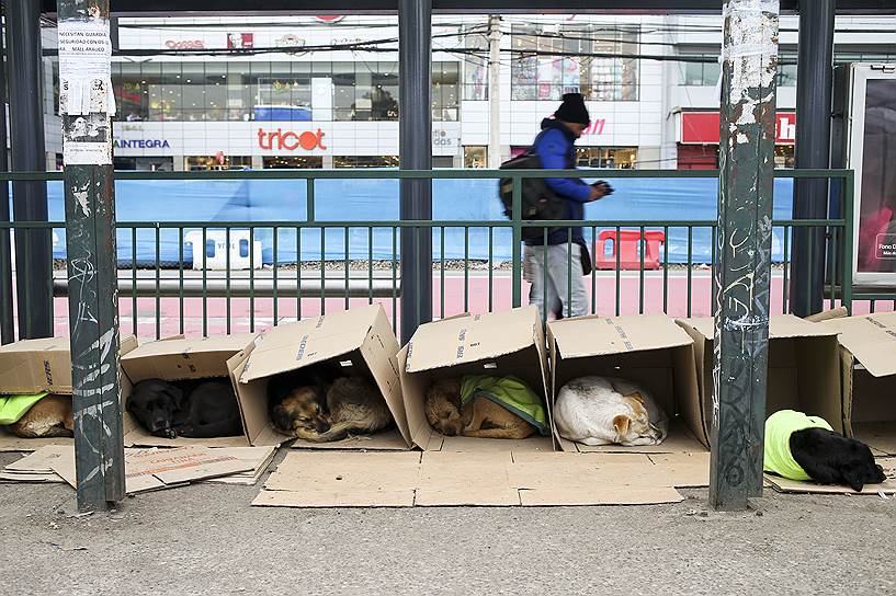 Сантьяго, Чили. Бродячие собаки в импровизированных картонных будках