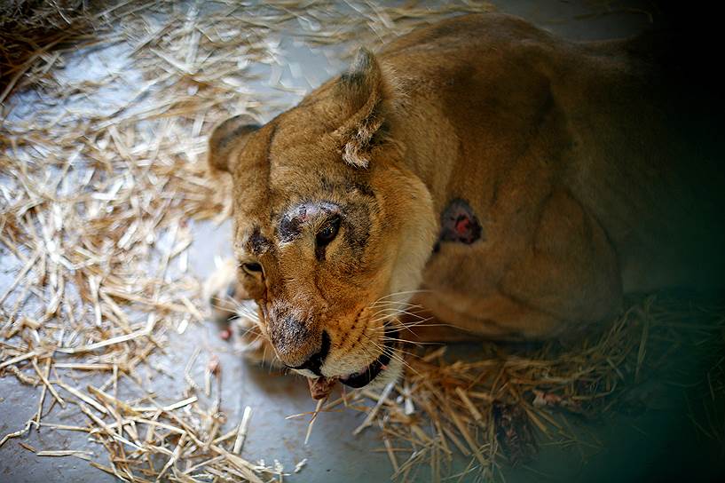 Амман, Иордания. Львица, одна из тринадцати животных, вывезенных из зоопарка в сирийском городе Алеппо, в клетке после рождения первого детеныша