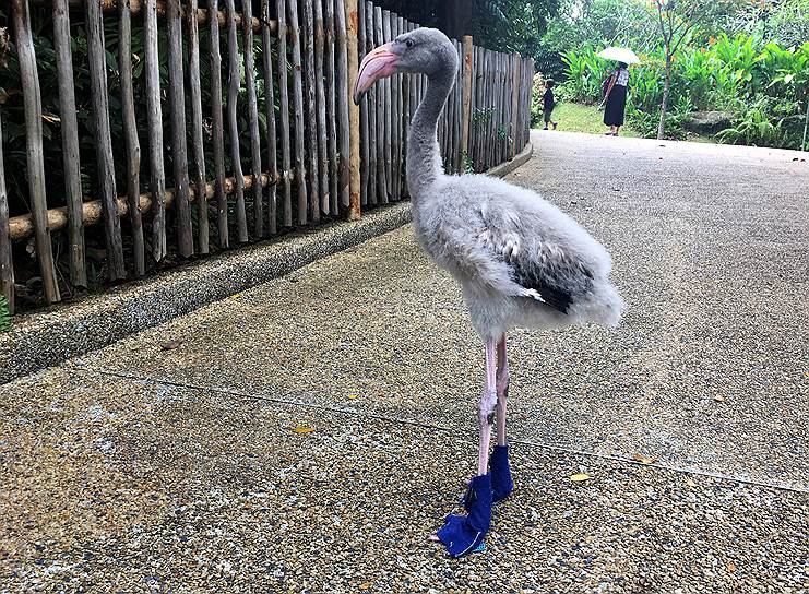 Сингапур, Сингапур. Детеныш фламинго по имени Сквиш в ботиночках, сделанных работниками зоопарка, чтобы защитить его лапки от раскаленного асфальта