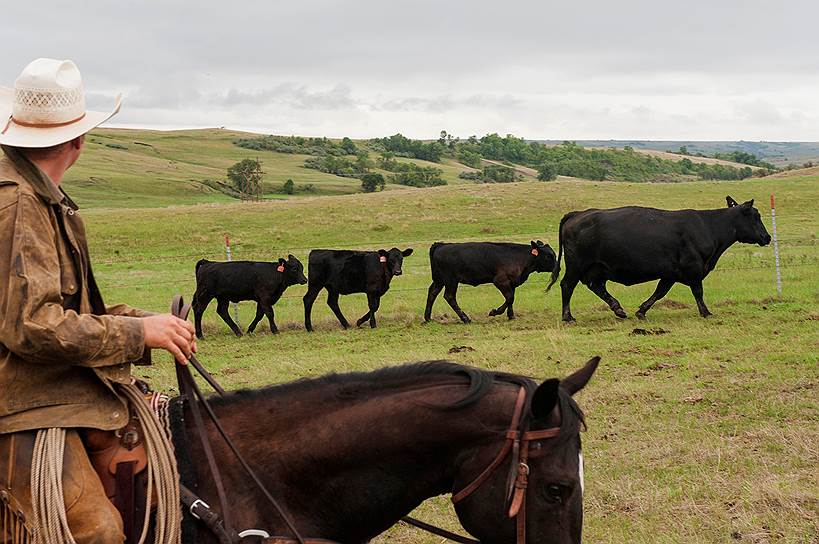 Бойла, США. Фермеры отбирают крупный рогатый скот для отлучения