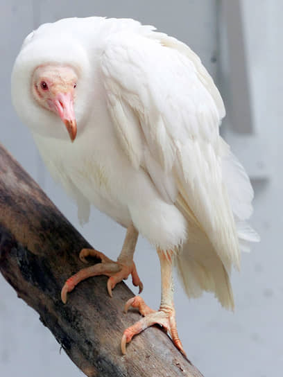 Черный стервятник-альбинос — единственный известный в своем роде, в заповеднике Уорлд Берд в Сент-Луисе (США)