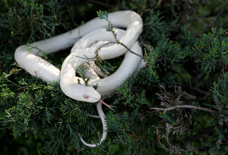 Белая японская крысиная змея