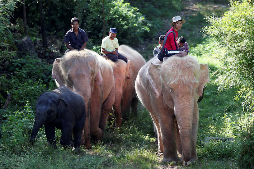 Белые слоны в Мьянме считаются святыми и признаками удачи, мира и богатства